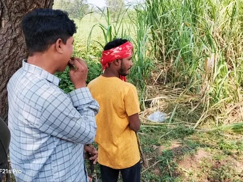 Witness the first-ever time Sugarcane